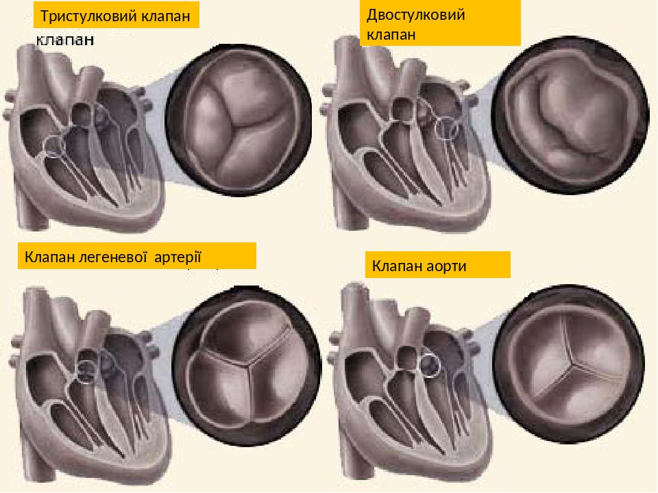 Клапаны сердца фото