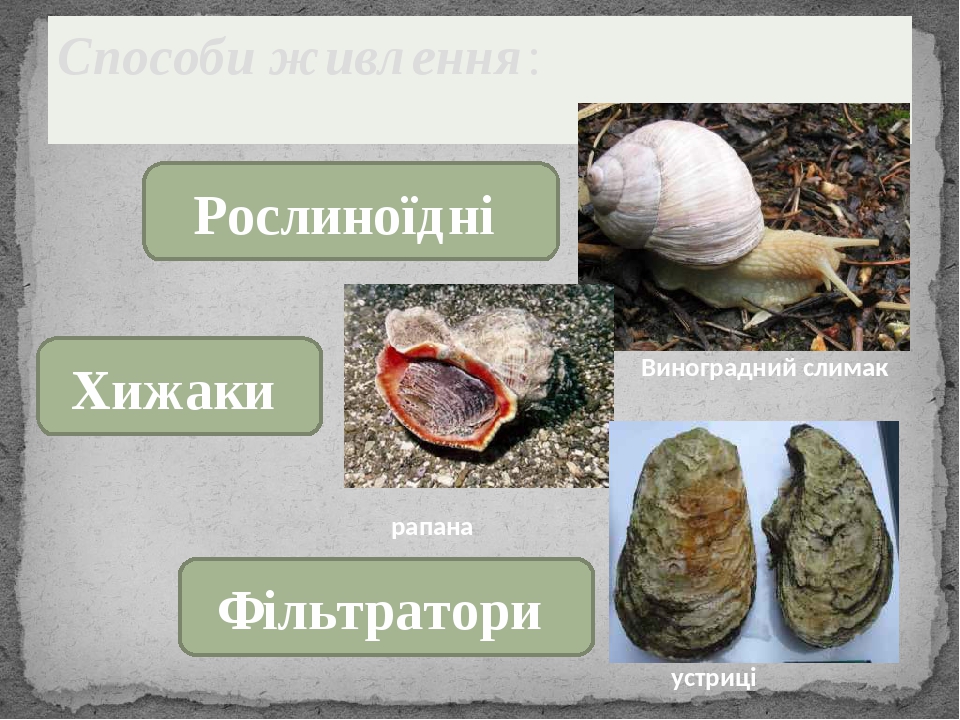 Способи живлення: Виноградний слимак рапана устриці Рослиноїдні Хижаки Фільтратори