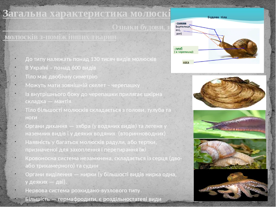 Загальна характеристика молюсків. Ознаки будови, які відрізняють молюсків з-поміж інших тварин До типу належать понад 130 тисяч видів молюсків В Ук...