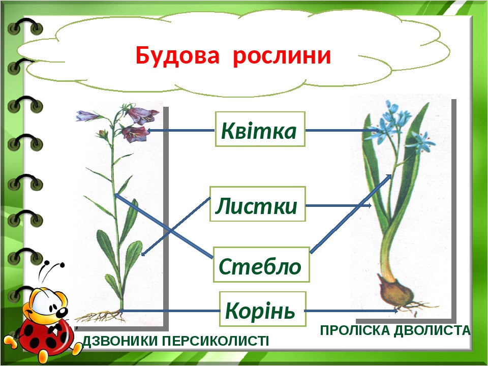 Які бувають рослини ?
