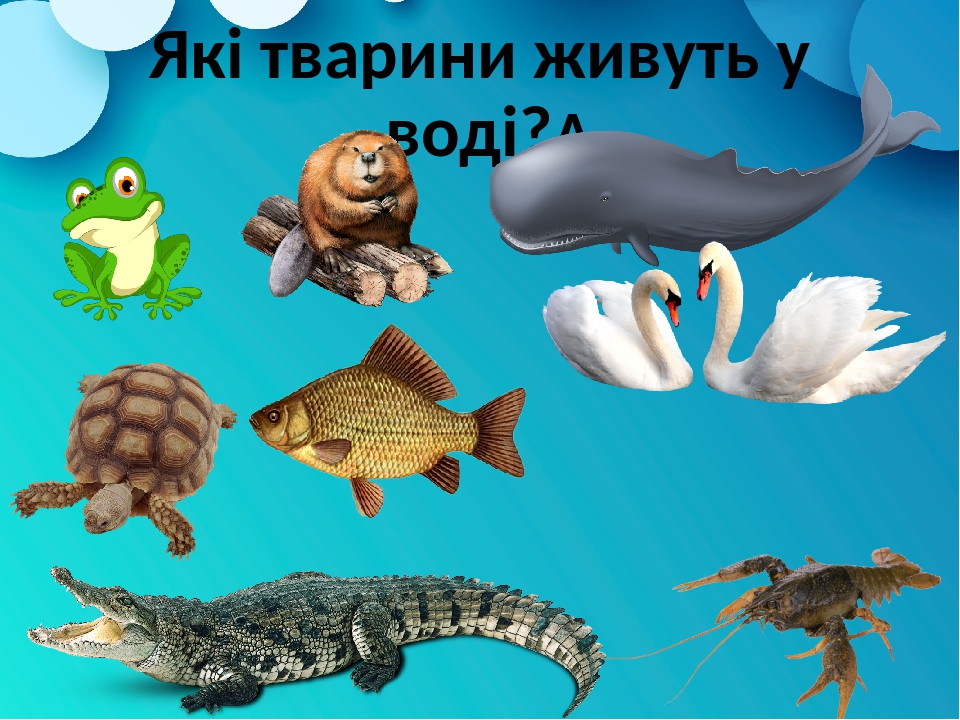 ÐŸÑ€ÐµÐ·ÐµÐ½Ñ‚Ð°Ñ†Ñ–Ñ "ÐÐ°Ð²Ñ–Ñ‰Ð¾ Ð¿Ð¾Ñ‚Ñ€Ñ–Ð±Ð½Ð° Ð²Ð¾Ð´Ð°? Ð©Ð¾ ÑÑ‚Ð°Ð½ÐµÑ‚ÑŒÑÑ, ÑÐºÑ‰Ð¾ Ð²Ð¾Ð½Ð° Ð·Ð½Ð¸ÐºÐ½Ðµ?"