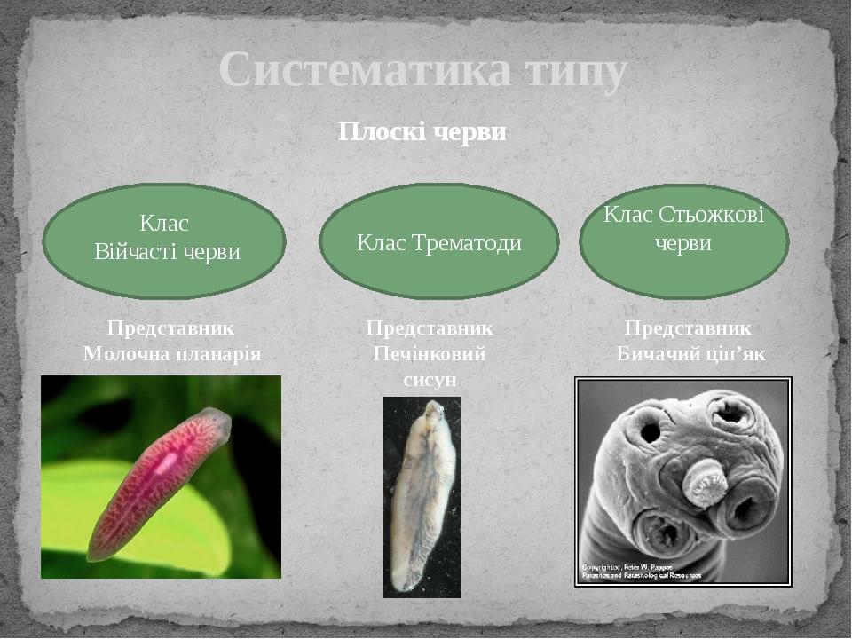 Систематика типу Плоскі черви Клас Війчасті черви Клас Трематоди Клас Стьожкові черви Представник Молочна планарія Представник Печінковий сисун Пре...