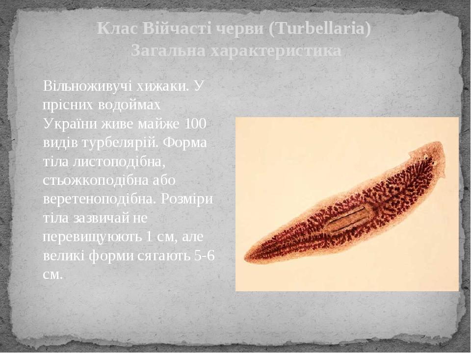 Клас Війчасті черви (Turbellaria) Загальна характеристика Вільноживучі хижаки. У прісних водоймах України живе майже 100 видів турбелярій. Форма ті...