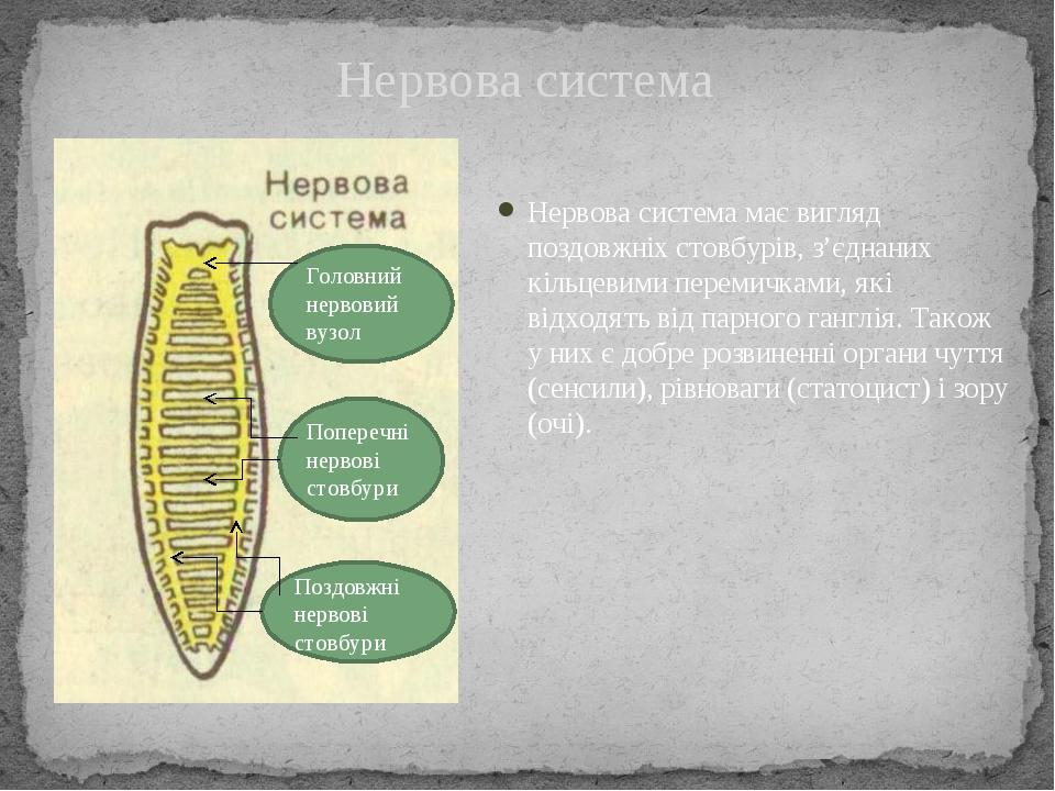 Нервова система має вигляд поздовжніх стовбурів, з’єднаних кільцевими перемичками, які відходять від парного ганглія. Також у них є добре розвиненн...