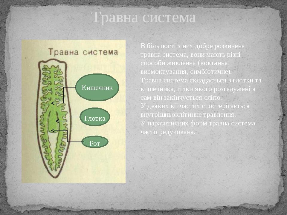 Травна система В більшості з них добре розвинена травна система, вони мають різні способи живлення (ковтання, висмоктування, симбіотичне). Травна с...