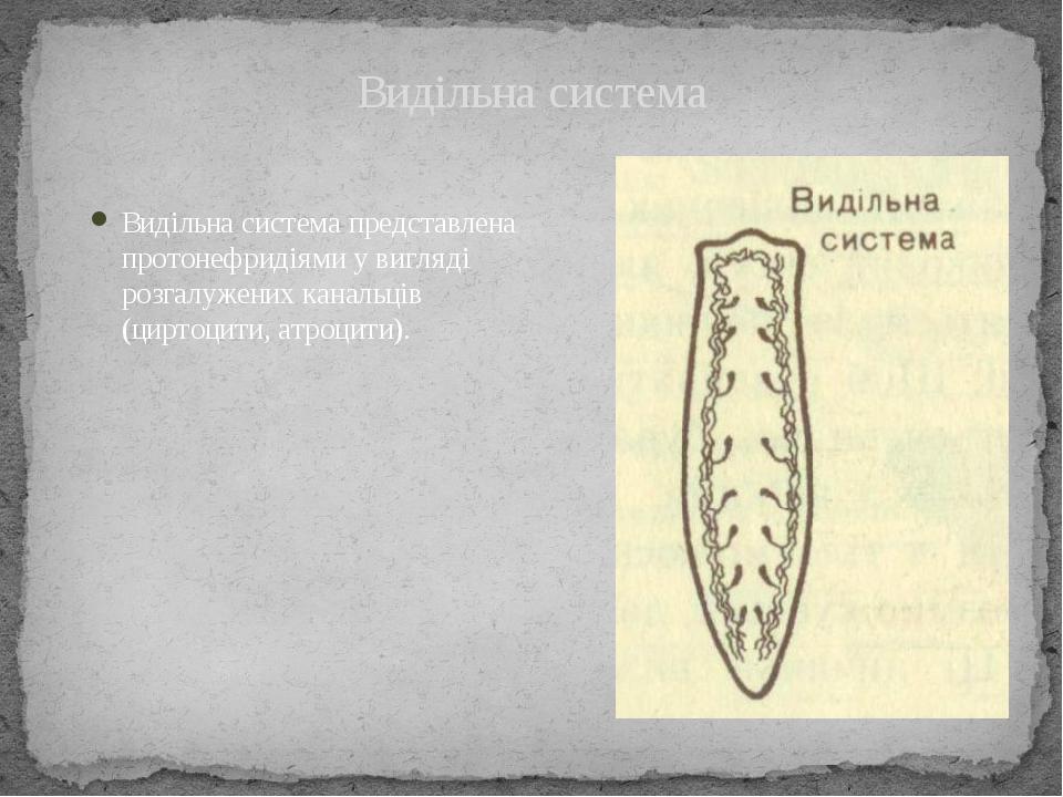 Видільна система представлена протонефридіями у вигляді розгалужених канальців (циртоцити, атроцити). Видільна система