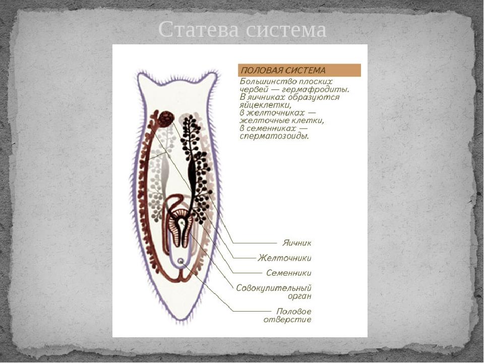 Статева система