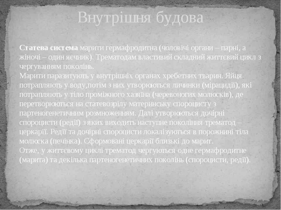 Внутрішня будова Статева система марити гермафродитна (чоловічі органи – парні, а жіночі – один яєчник). Трематодам властивий складний життєвий цик...