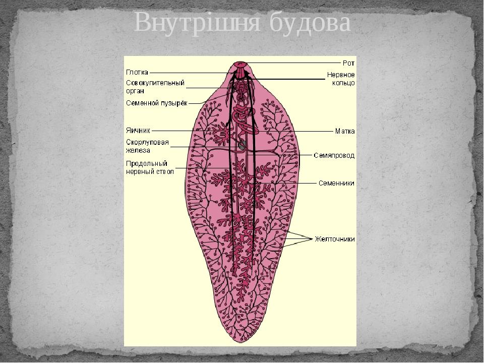 Внутрішня будова