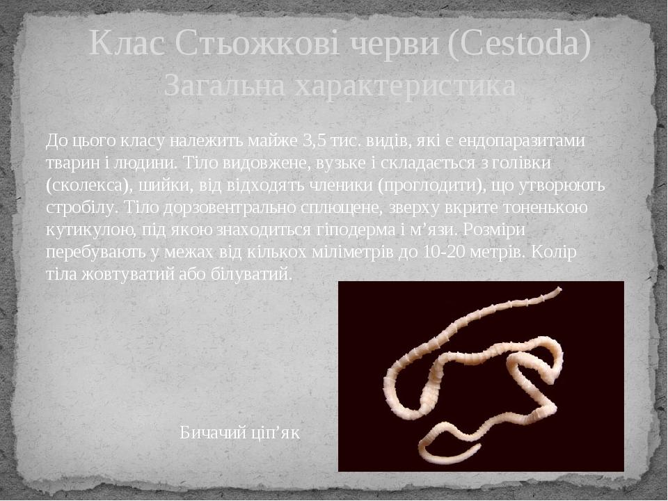 Клас Стьожкові черви (Cestoda) Загальна характеристика До цього класу належить майже 3,5 тис. видів, які є ендопаразитами тварин і людини. Тіло вид...
