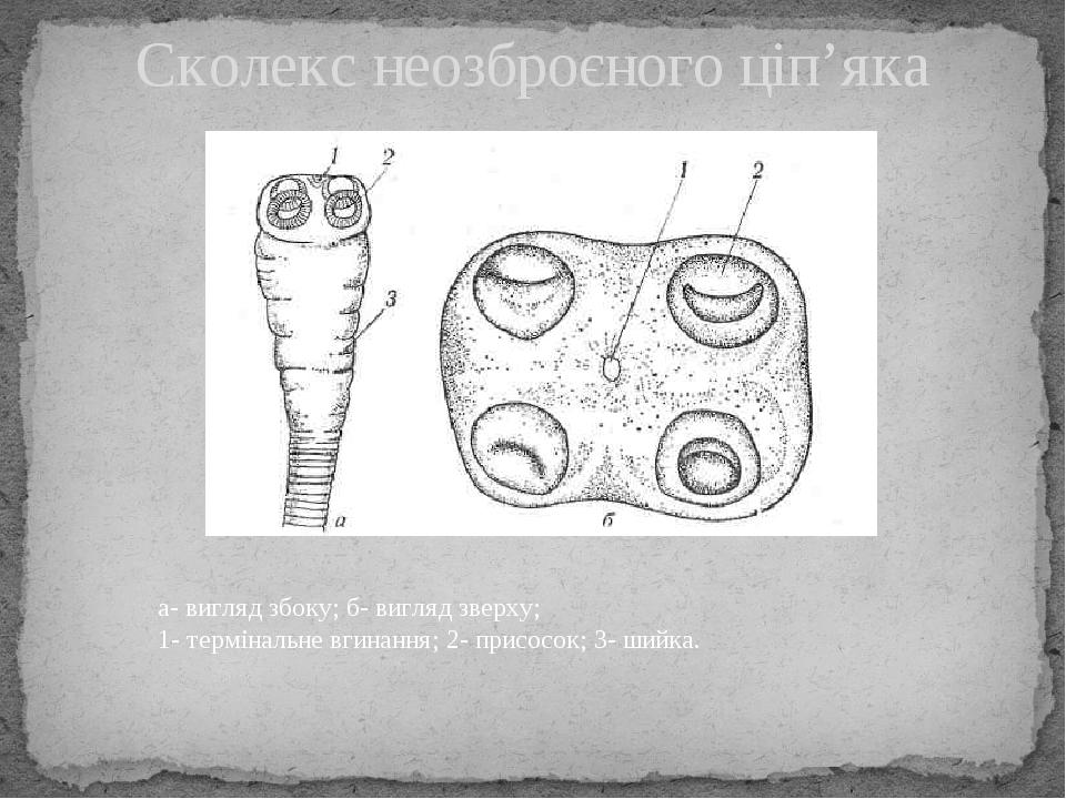 Сколекс неозброєного ціп’яка а- вигляд збоку; б- вигляд зверху; 1- термінальне вгинання; 2- присосок; 3- шийка.