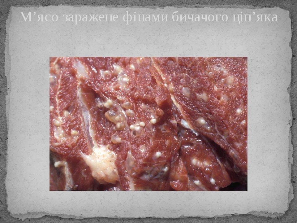 М’ясо заражене фінами бичачого ціп’яка