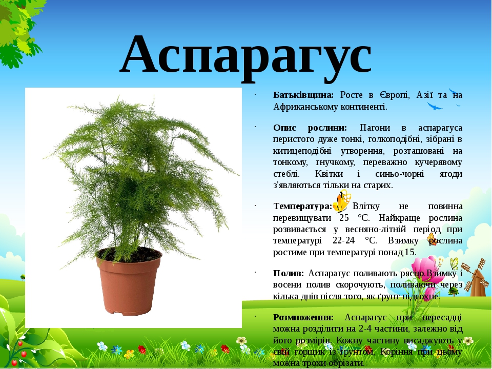 Опишите особенности растений каланхоэ и аспарагуса. Аспарагус перистый Родина. Аспарагус перистый ампельный. Аспарагус Шпренгера Родина растения. Фикус аспарагус.