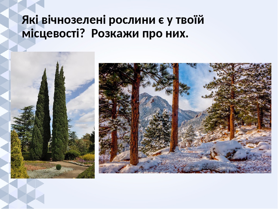 яка квітка розкривається о 13 годині