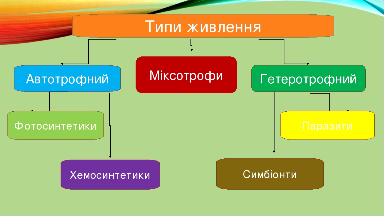 Есть фото и хемосинтетики