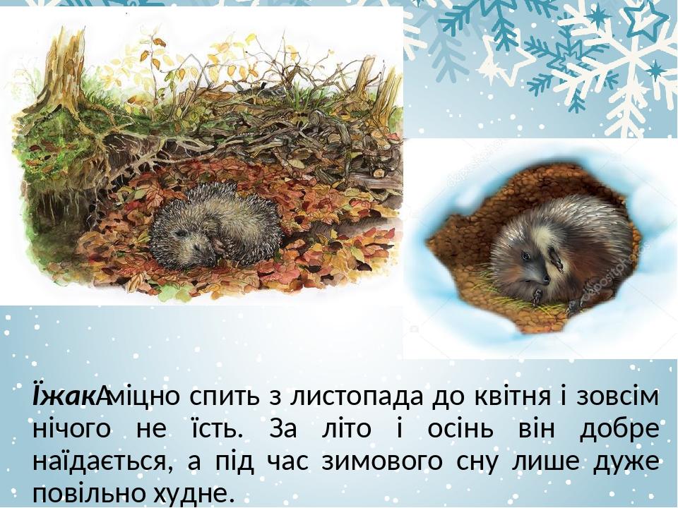 Їжак міцно спить з листопада до квітня і зовсім нічого не їсть. За літо і осінь він добре наїдається, а під час зимового сну лише дуже повільно худне.