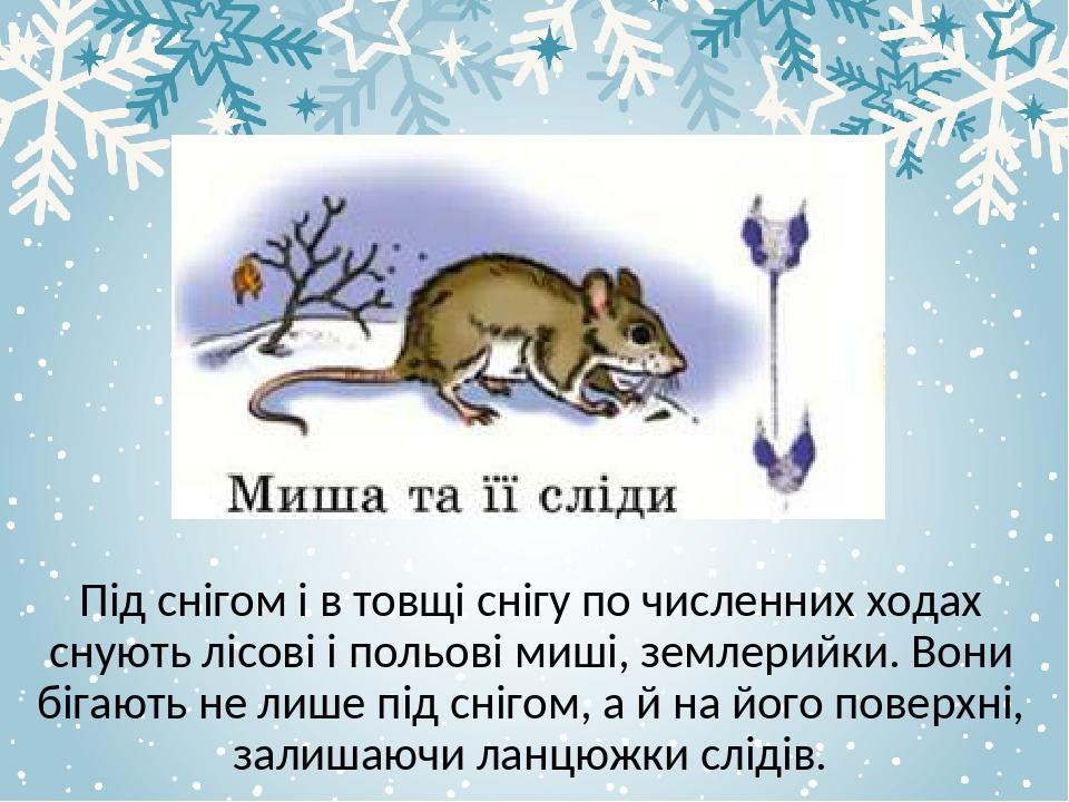 Під снігом і в товщі снігу по численних ходах снують лісові і польові миші, землерийки. Вони бігають не лише під снігом, а й на його поверхні, зали...