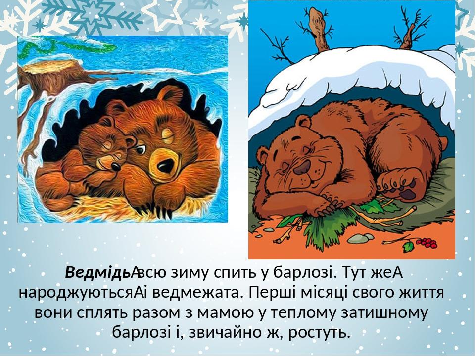 Ведмідь всю зиму спить у барлозі. Тут же  народжуються  і ведмежата. Перші місяці свого життя вони сплять разом з мамою у теплому затишному барлозі...