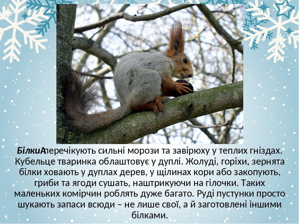 Білки перечікують сильні морози та завірюху у теплих гніздах. Кубельце тваринка облаштовує у дуплі. Жолуді, горіхи, зернята білки ховають у дуплах ...