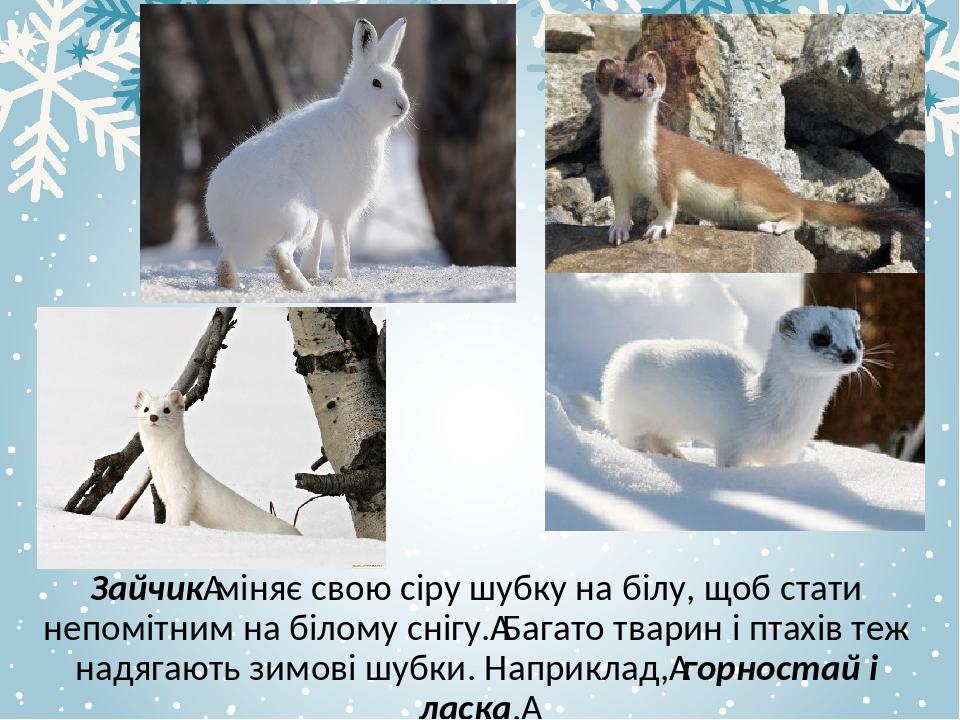 Зайчик міняє свою сіру шубку на білу, щоб стати непомітним на білому снігу. Багато тварин і птахів теж надягають зимові шубки. Наприклад, горностай...