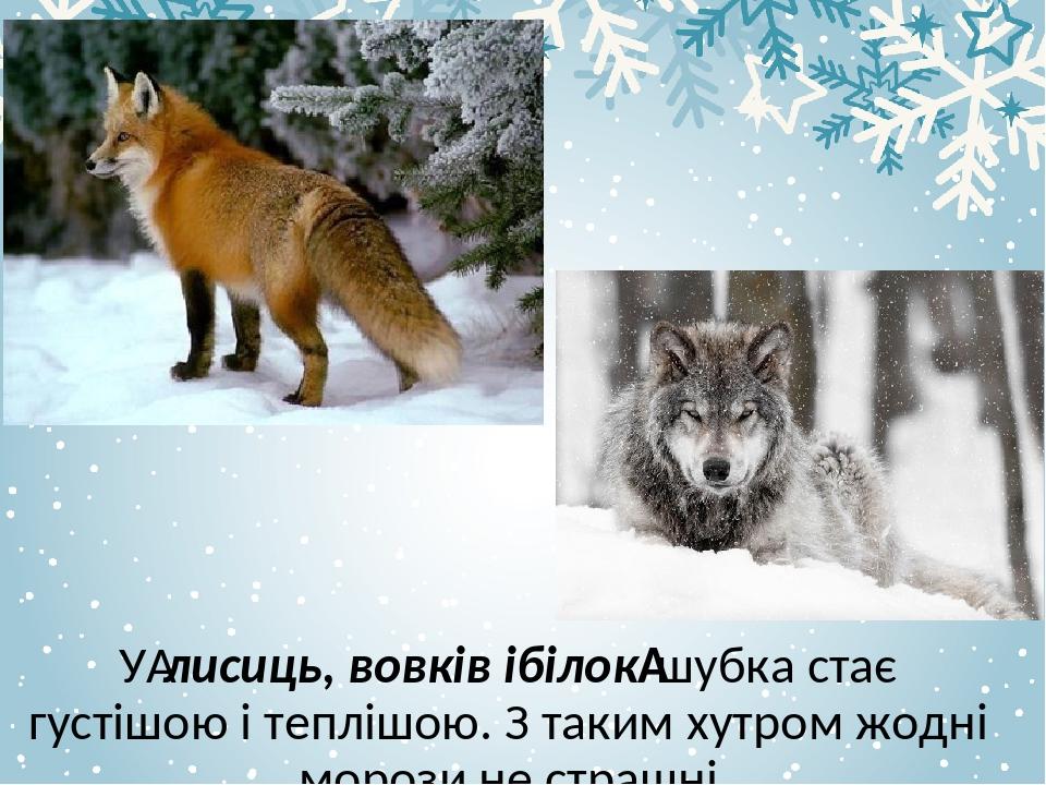 У лисиць, вовків ібілок шубка стає густішою і теплішою. З таким хутром жодні морози не страшні