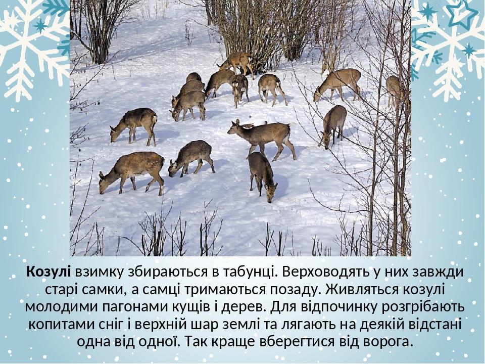 Козулі взимку збираються в табунці. Верховодять у них завжди старі самки, а самці тримаються позаду. Живляться козулі молодими пагонами кущів і дер...