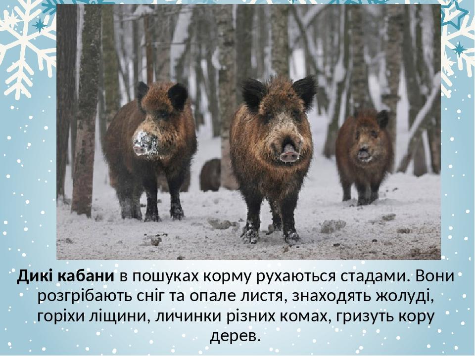 Дикі кабани в пошуках корму рухаються стадами. Вони розгрібають сніг та опале листя, знаходять жолуді, горіхи ліщини, личинки різних комах, гризуть...