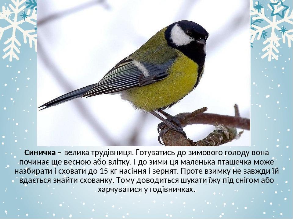 Синичка – велика трудівниця. Готуватись до зимового голоду вона починає ще весною або влітку. І до зими ця маленька пташечка може назбирати і схова...