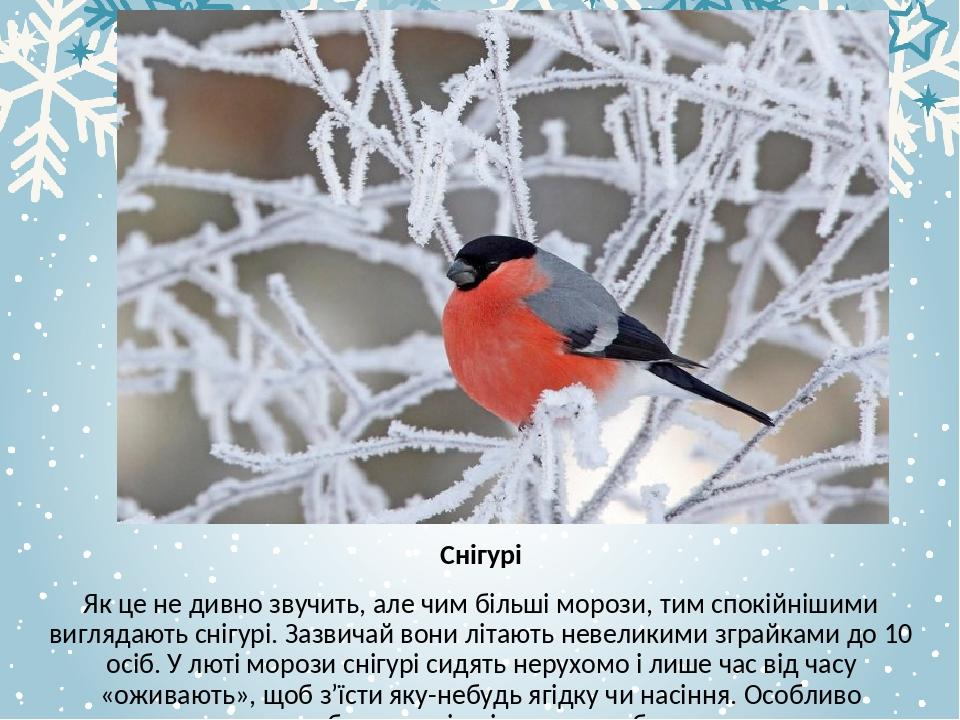 Снігурі Як це не дивно звучить, але чим більші морози, тим спокійнішими виглядають снігурі. Зазвичай вони літають невеликими зграйками до 10 осіб. ...