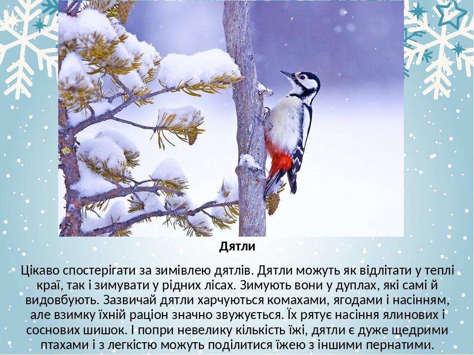 Дятли Цікаво спостерігати за зимівлею дятлів. Дятли можуть як відлітати у теплі краї, так і зимувати у рідних лісах. Зимують вони у дуплах, які сам...