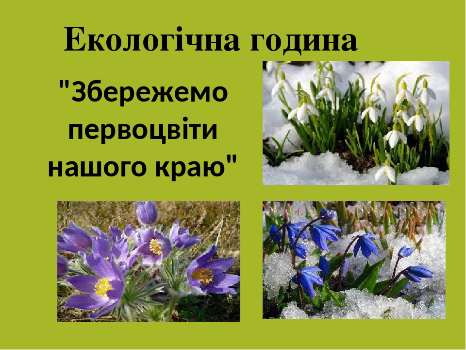 Збережемо первоцвіти презентація
