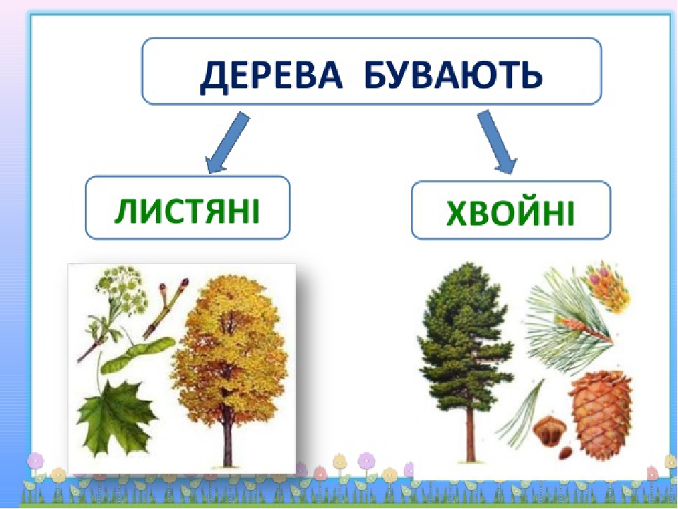 ПРЕЗЕНТАЦІЯ ДО УРОКУ ПРИРОДОЗНАВСТВА У 1 КЛАСІ «ЛИСТЯНІ ТА ХВОЙНІ ...