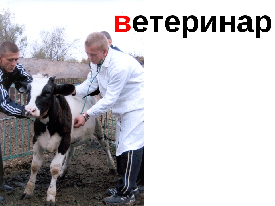 Где найти ветеринара в day r