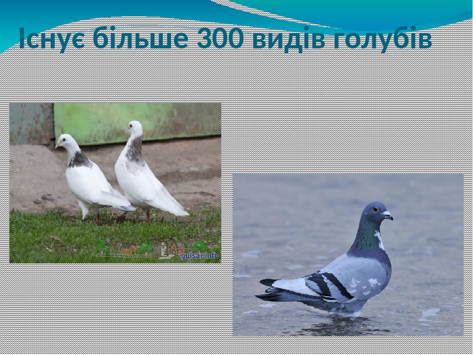Урок "Науковий опис голуба"