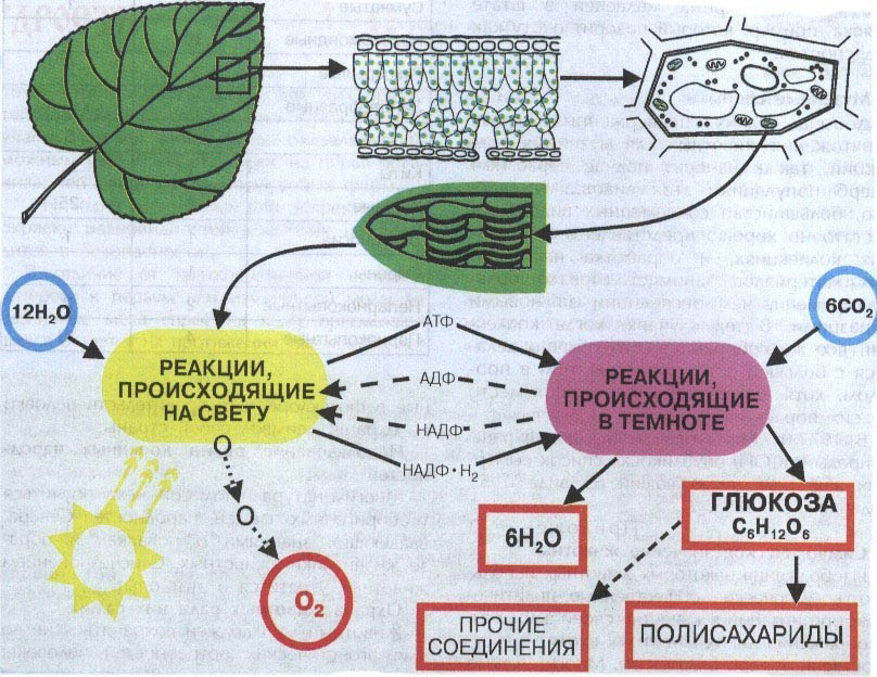 Проект на тему фотосинтез