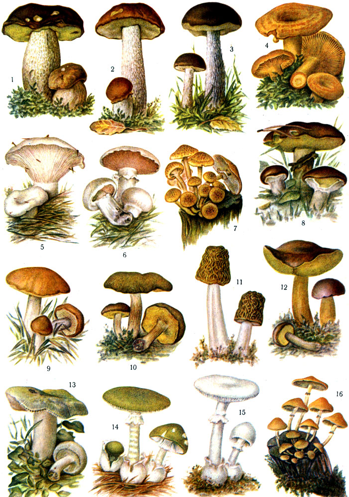 Назовите виды грибов. Лесные грибы съедобные и несъедобные. Название съедобных грибов. Рисунки съедобных грибов. Разные грибы с названиями.