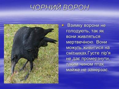 01000zb8-2bbb-388x291.jpg