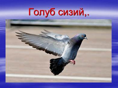 01000zbc-40ea-392x294.jpg