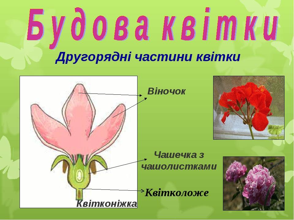 Другорядні частини квітки Віночок Чашечка з чашолистками Квітконіжка Квітколоже