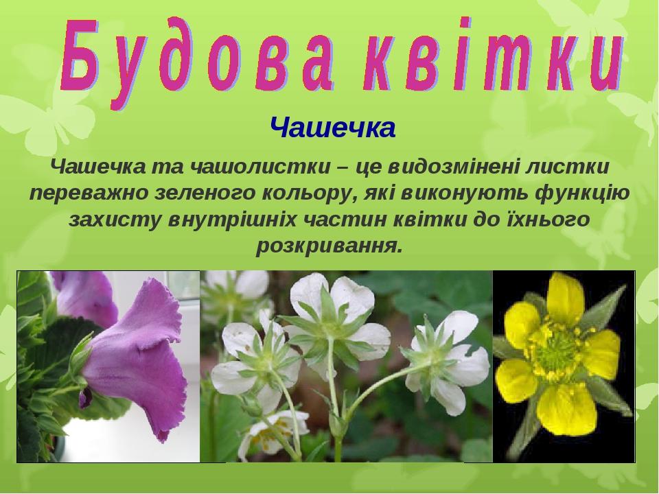 Чашечка Чашечка та чашолистки – це видозмінені листки переважно зеленого кольору, які виконують функцію захисту внутрішніх частин квітки до їхнього...