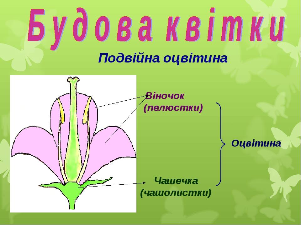 Віночок (пелюстки) Чашечка (чашолистки) Оцвітина Подвійна оцвітина