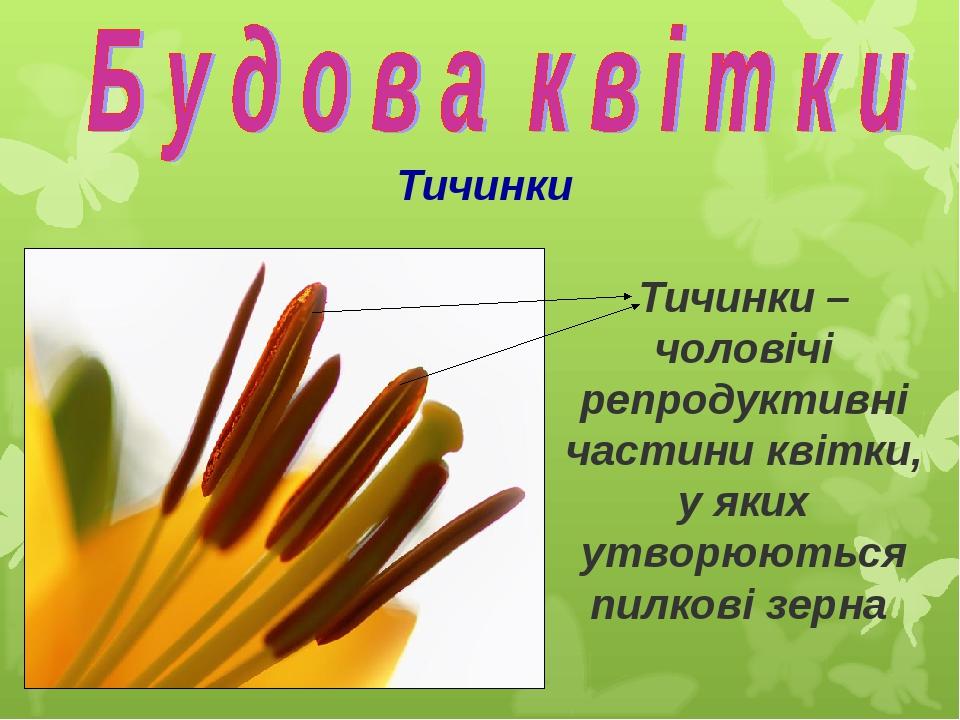 Тичинки Тичинки – чоловічі репродуктивні частини квітки, у яких утворюються пилкові зерна