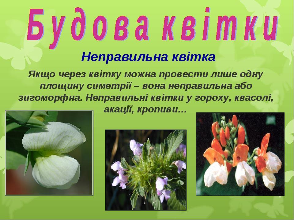 Неправильна квітка Якщо через квітку можна провести лише одну площину симетрії – вона неправильна або зигоморфна. Неправильні квітки у гороху, квас...