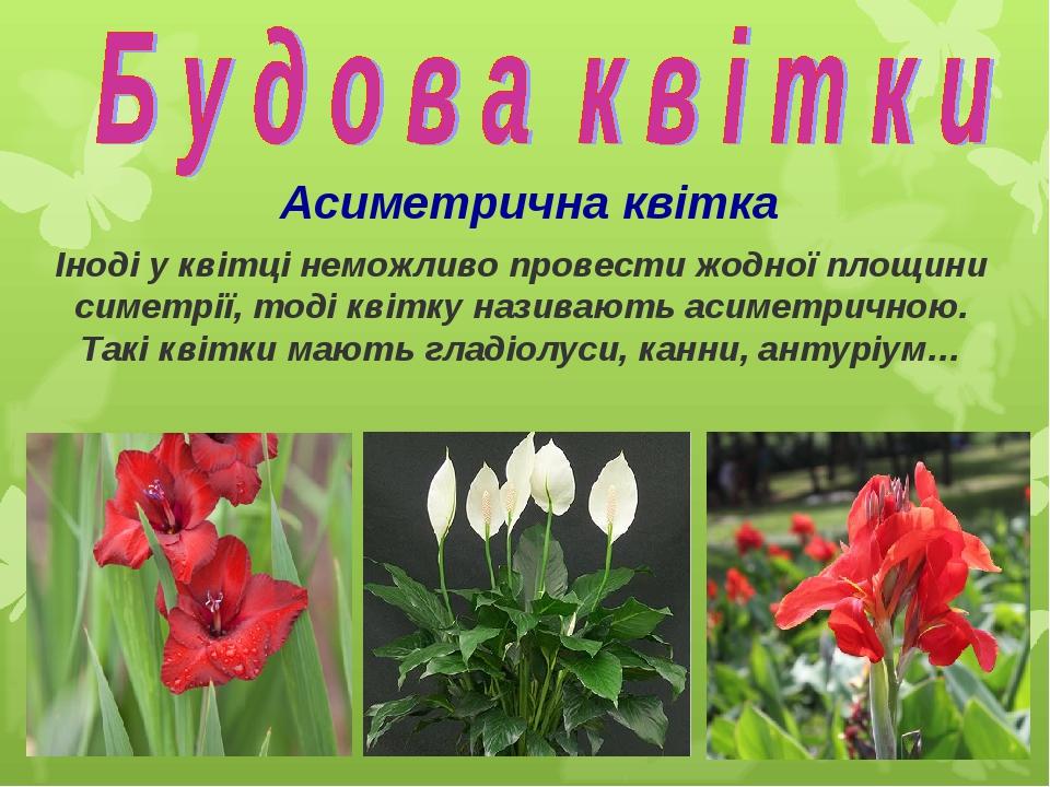 Асиметрична квітка Іноді у квітці неможливо провести жодної площини симетрії, тоді квітку називають асиметричною. Такі квітки мають гладіолуси, кан...