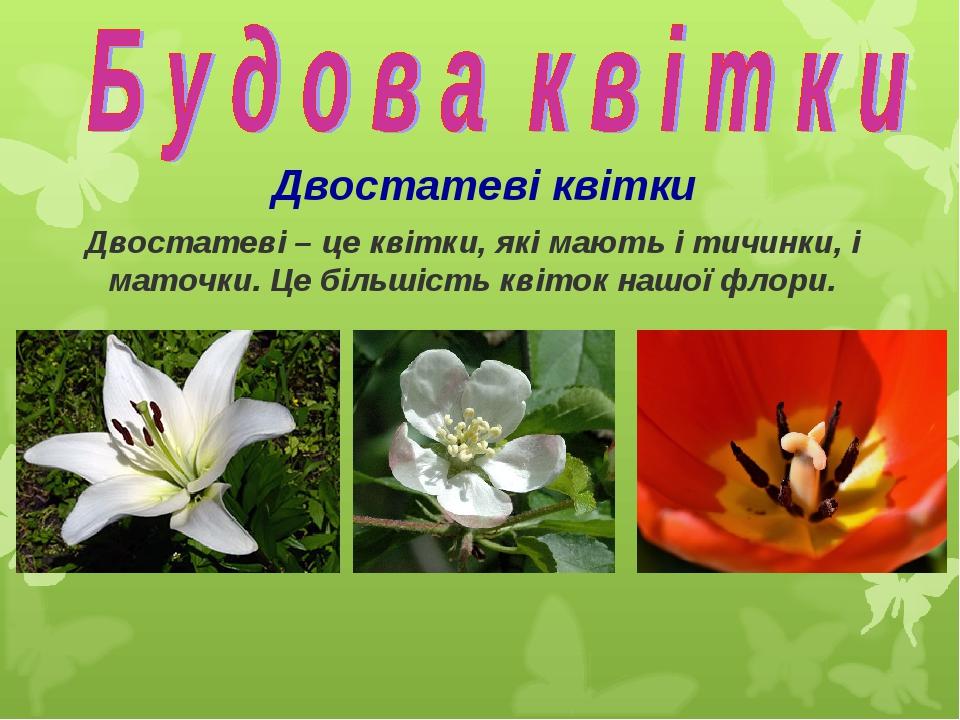 Двостатеві квітки Двостатеві – це квітки, які мають і тичинки, і маточки. Це більшість квіток нашої флори.