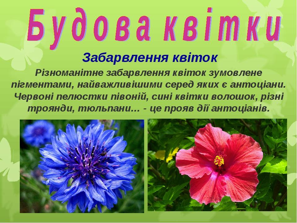 Забарвлення квіток Різноманітне забарвлення квіток зумовлене пігментами, найважливішими серед яких є антоціани. Червоні пелюстки півоній, сині квіт...