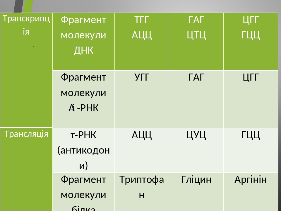 Последовательность нуклеотидов на мрнк цгг ггц