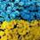 Каліна Інна Анатоліївна