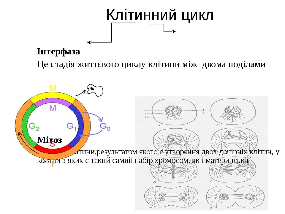 Презентація "Клітинний цикл еукаріотів" | Презентація. Біологія
