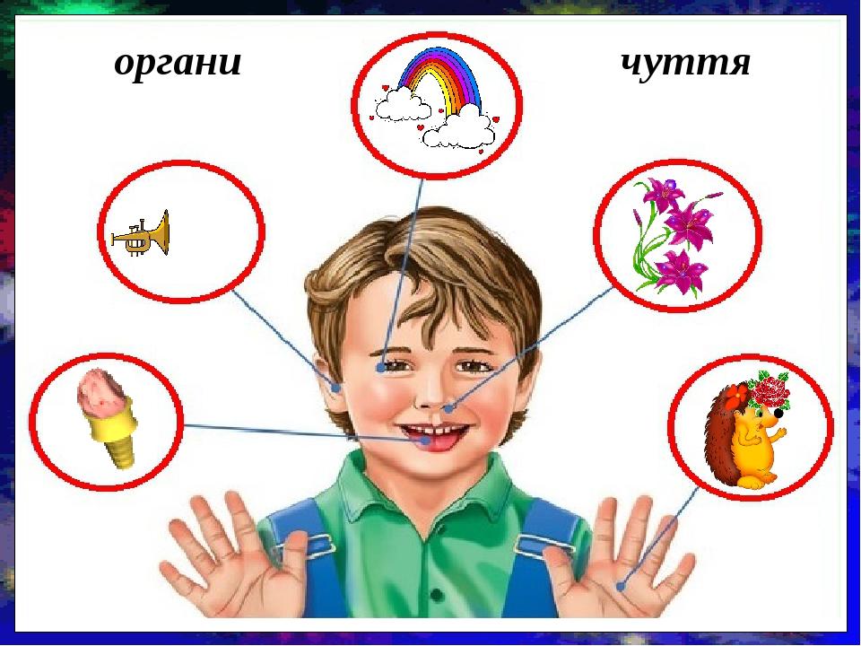 органи чуття